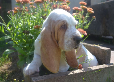 du Hameau de Bonipaire - Basset Hound - Portée née le 17/05/2023