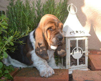 du Hameau de Bonipaire - Basset Hound - Portée née le 06/04/2024